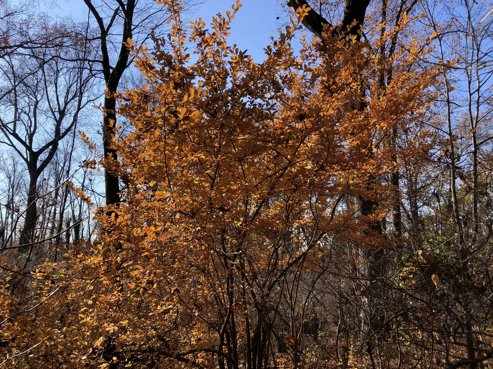 Red Chokeberry (Aronia Arbutifolia) — and tolerates a range of soil conditions