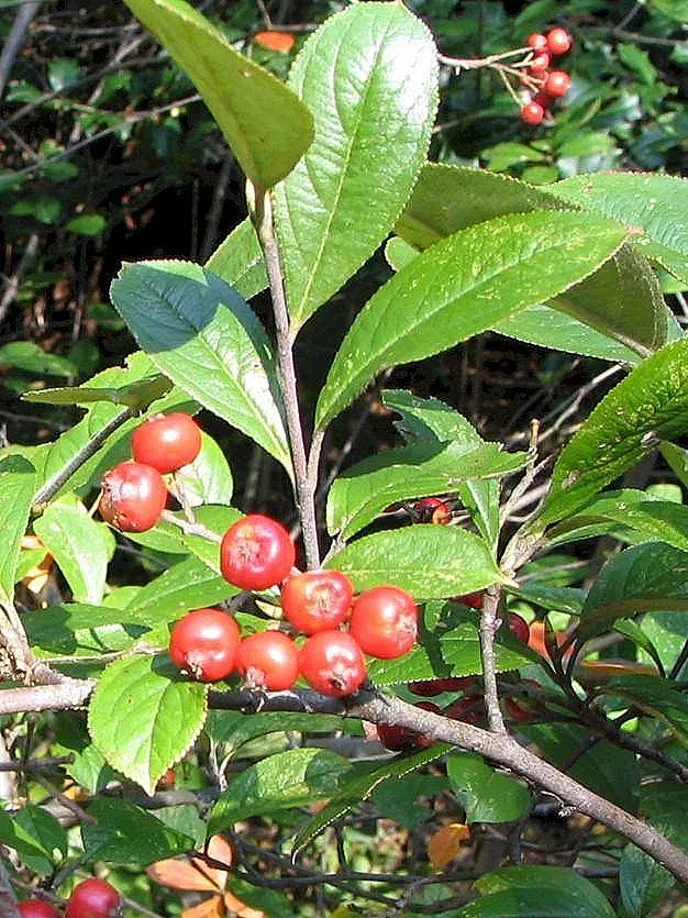 Red Chokeberry (Aronia Arbutifolia) — exhibiting vibrant red fall foliage and glossy red berries