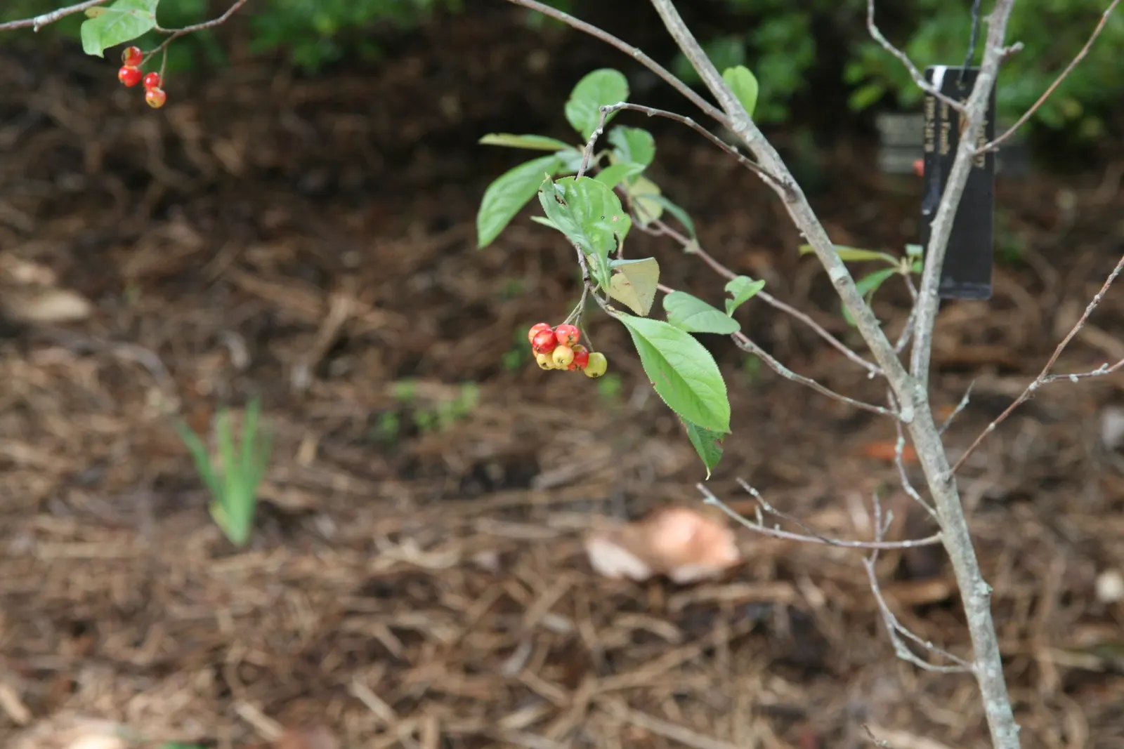 Red Chokeberry (Aronia Arbutifolia) — presents itself as a versatile and resilient shrub
