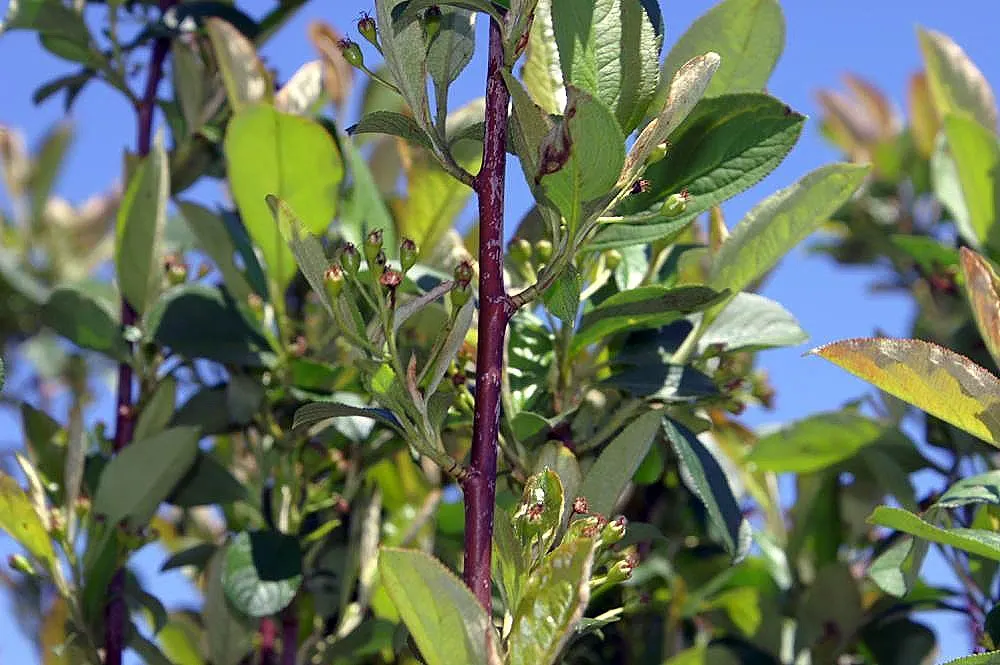 Red Chokeberry (Aronia Arbutifolia) — Springtime ushers in delicate clusters of white to light pink flowers