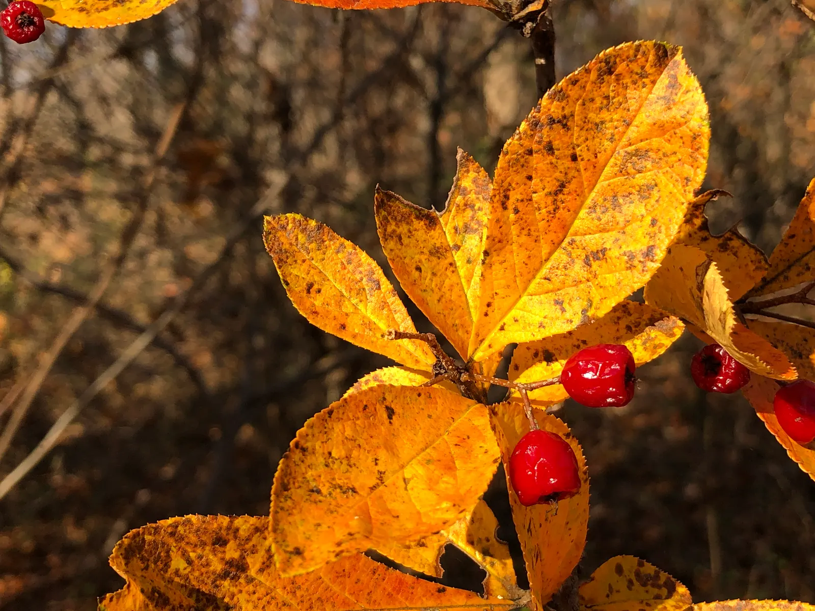 Red Chokeberry (Aronia Arbutifolia) — This shrub prefers full sun to partial shade and is adaptable to various soil types