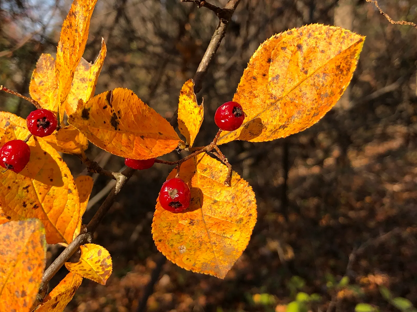 Red Chokeberry (Aronia Arbutifolia) — consider its use for naturalized areas