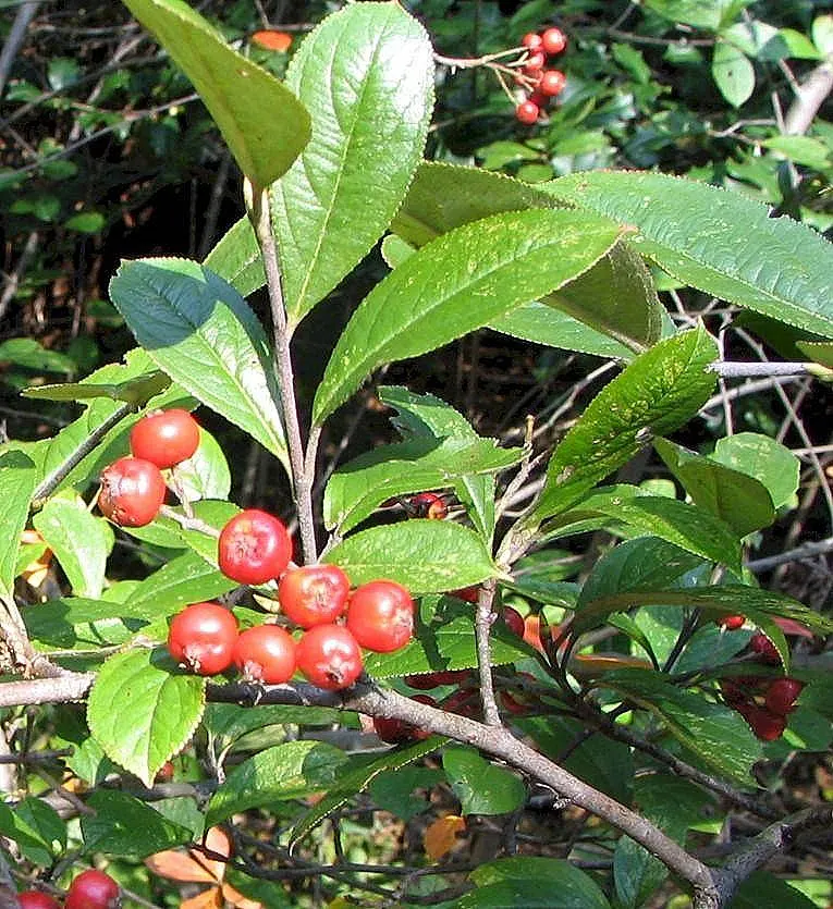 Red Chokeberry (Aronia Arbutifolia) — transitioning to a striking palette of crimson and purple hues in autumn