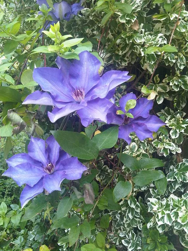 The President Clematis (Clematis 'The President') — while the foliage basks in full sun to partial shade.<br><br>To ensure vigorous growth and maximal flowering