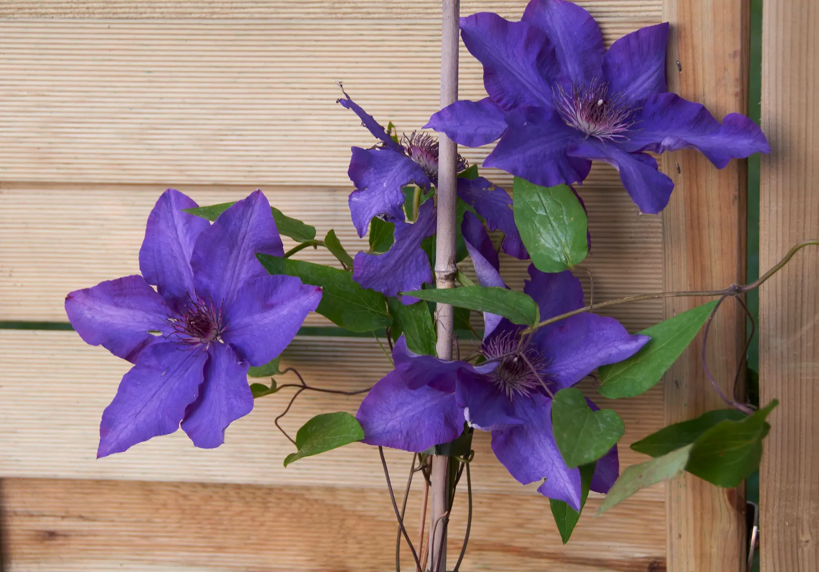 The President Clematis (Clematis 'The President') — This hardy vine reaches up to 10 feet tall with a spread of 3 feet, suitable for trellises and arbors; this