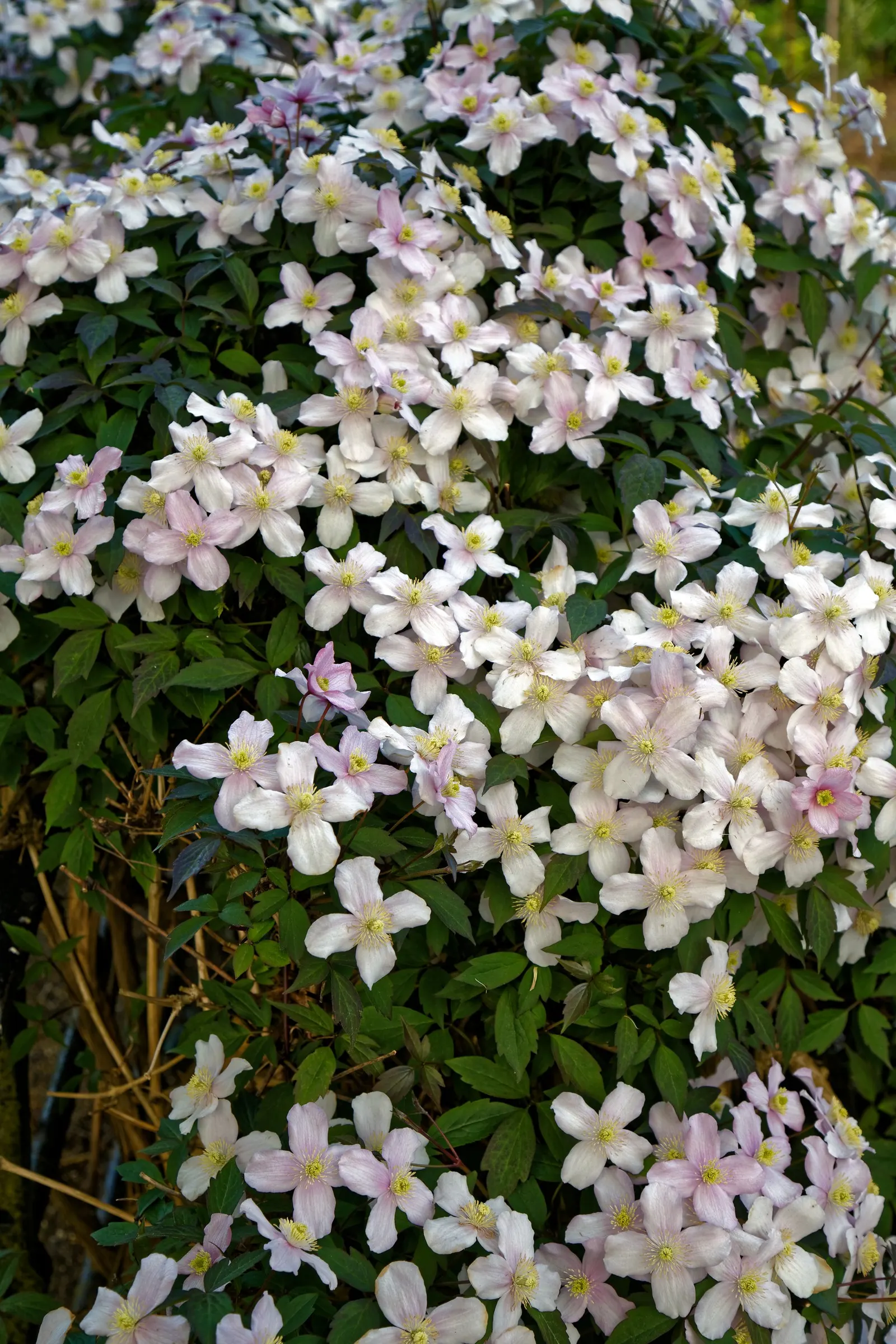 The President Clematis (Clematis 'The President') — vine for full or half