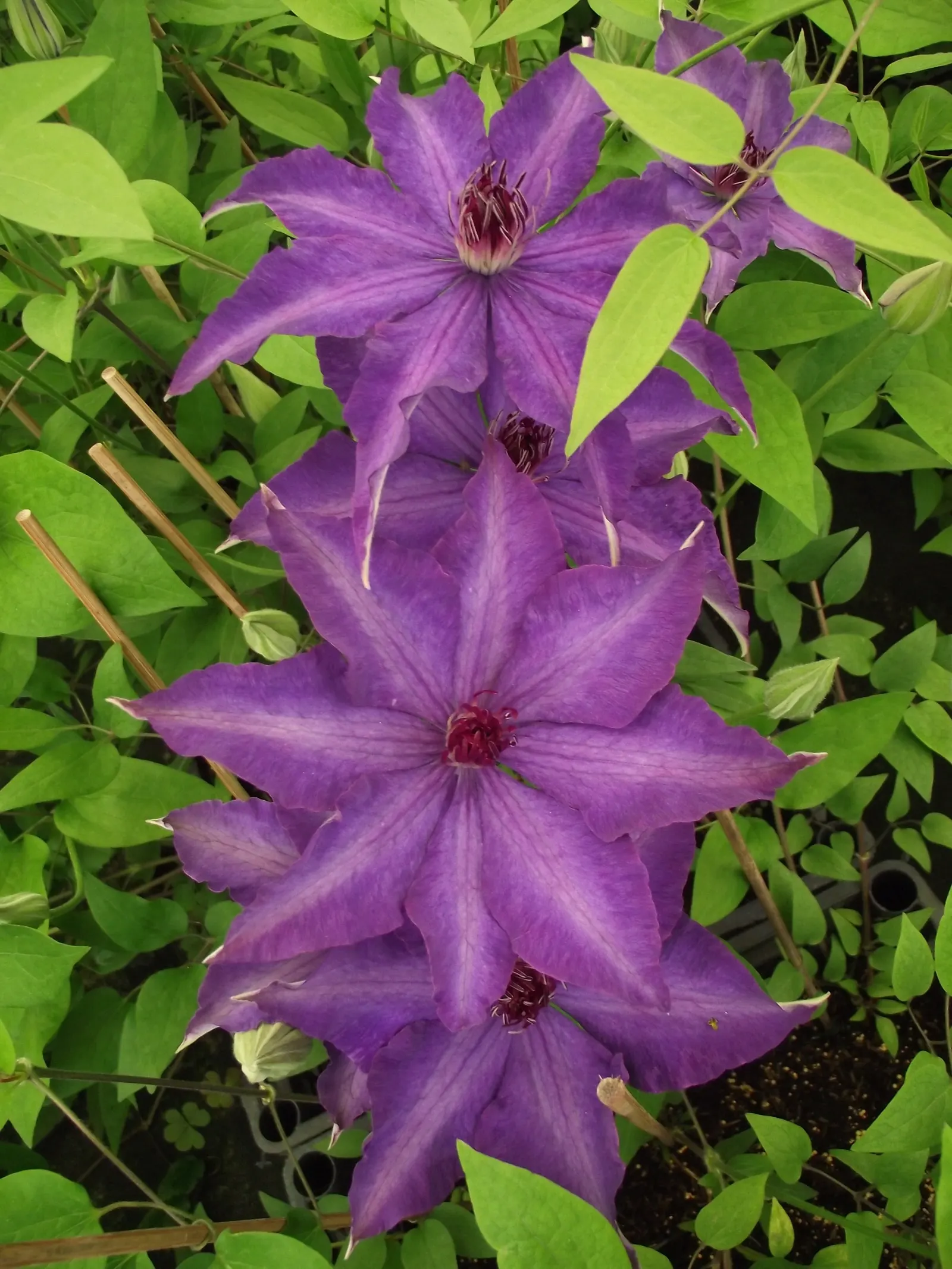 The President Clematis (Clematis 'The President') — making it an excellent choice for vertical gardening elements such as trellises
