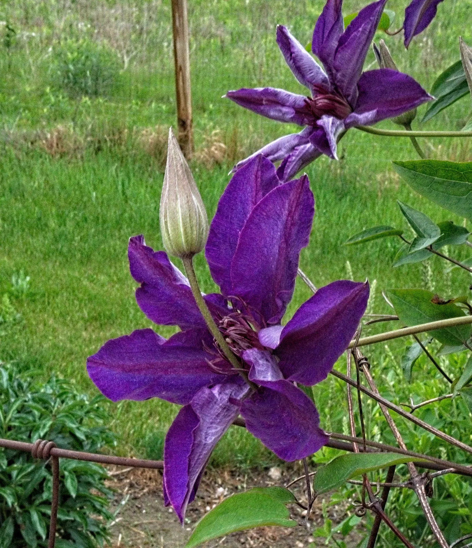 The President Clematis (Clematis 'The President') — its roots should remain shaded and cool