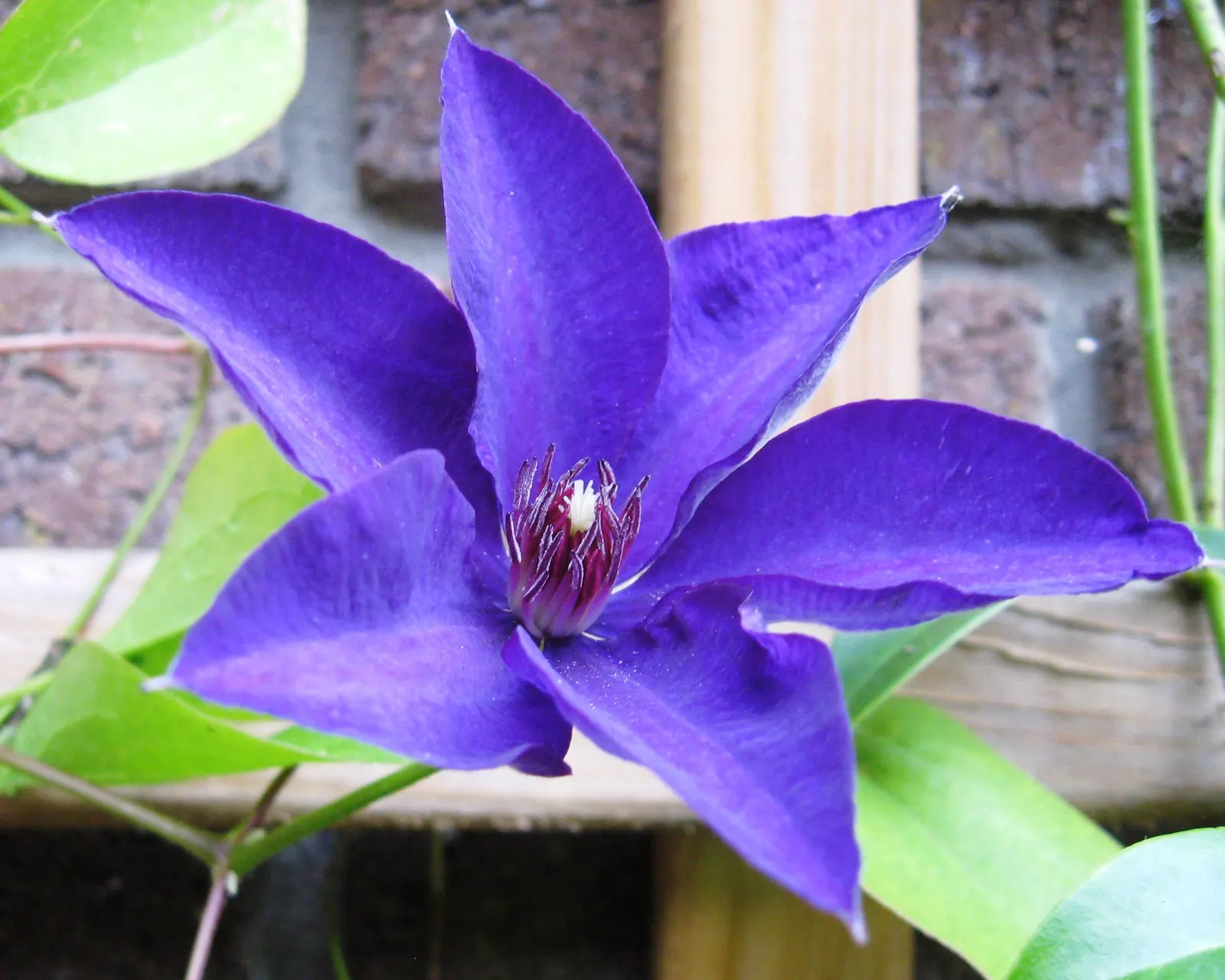 The President Clematis (Clematis 'The President') — It is ideal for zones 4 through 8, requiring a well-drained soil that is moist but not waterlogged