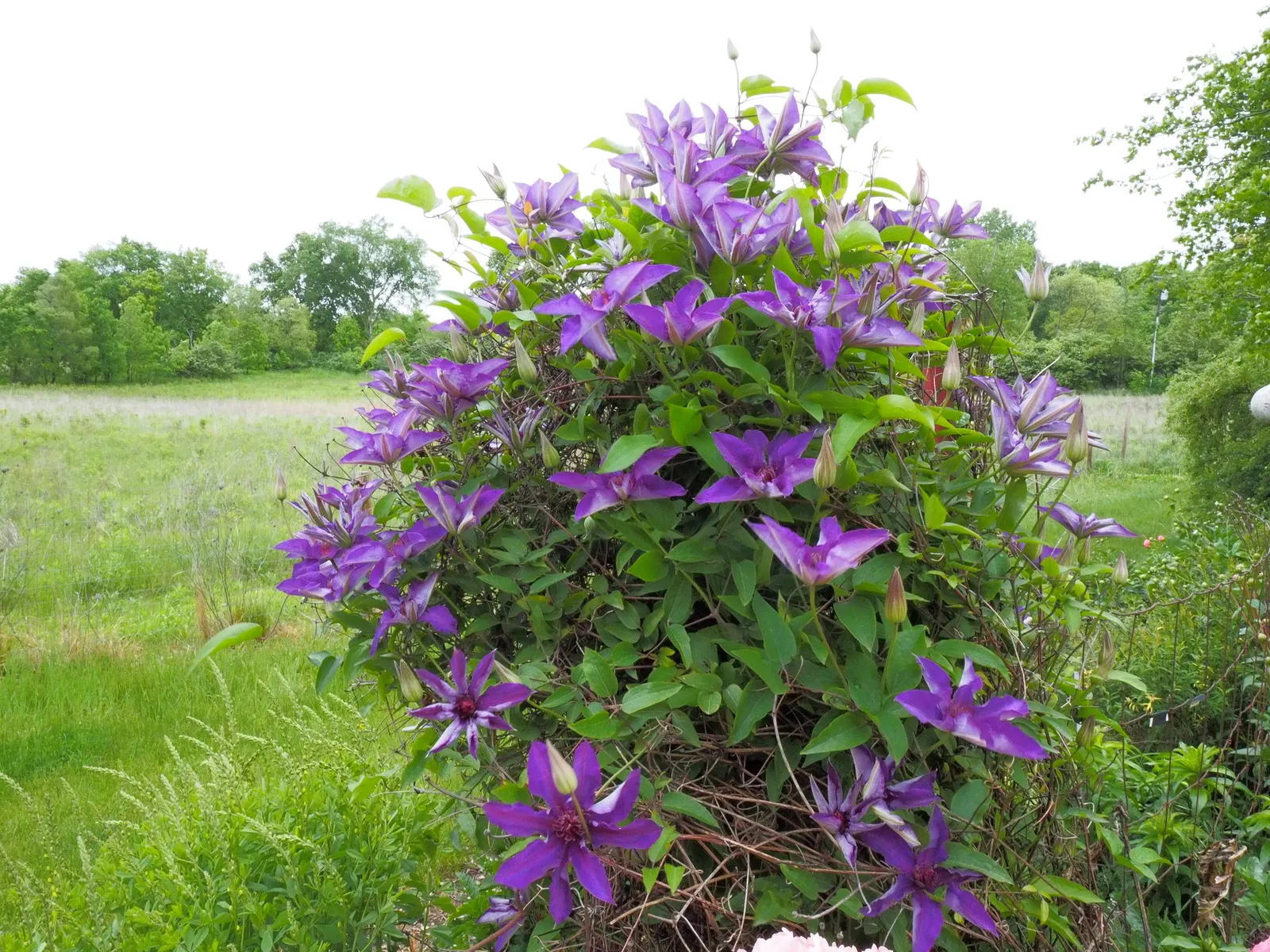 The President Clematis (Clematis 'The President') — with the base shaded and the foliage in full sun to partial shade for optimal growth and flowering; these