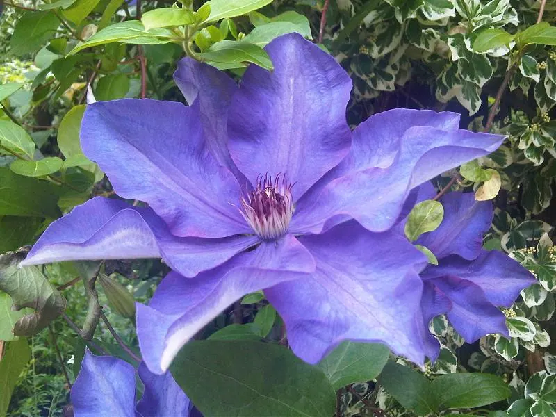 The President Clematis (Clematis 'The President') — blue and purple flowers in the garden