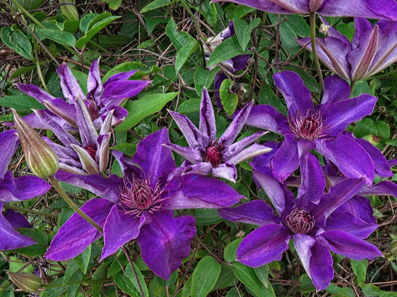 The President Clematis (Clematis 'The President') — The President Clematis (Clematis 'The President') is a vigorous climbing perennial; plant in well-drained