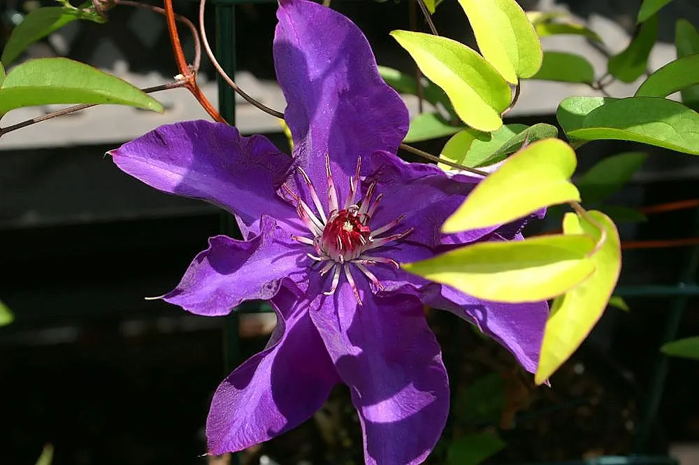 The President Clematis (Clematis 'The President') — deep purple blooms that can each reach a diameter of 6 to 8 inches