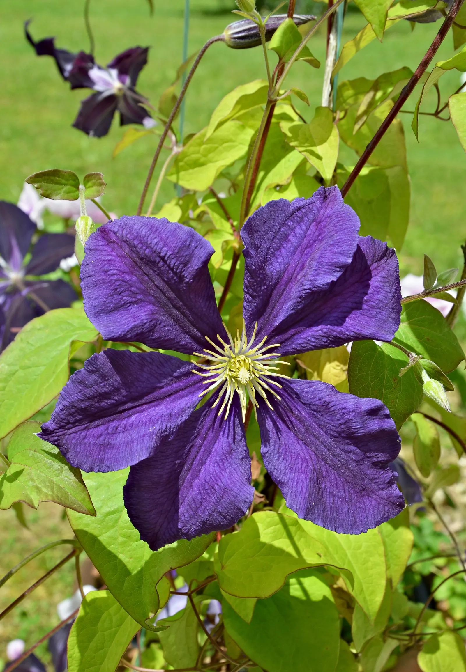 The President Clematis (Clematis 'The President') — A dependable climbing perennial