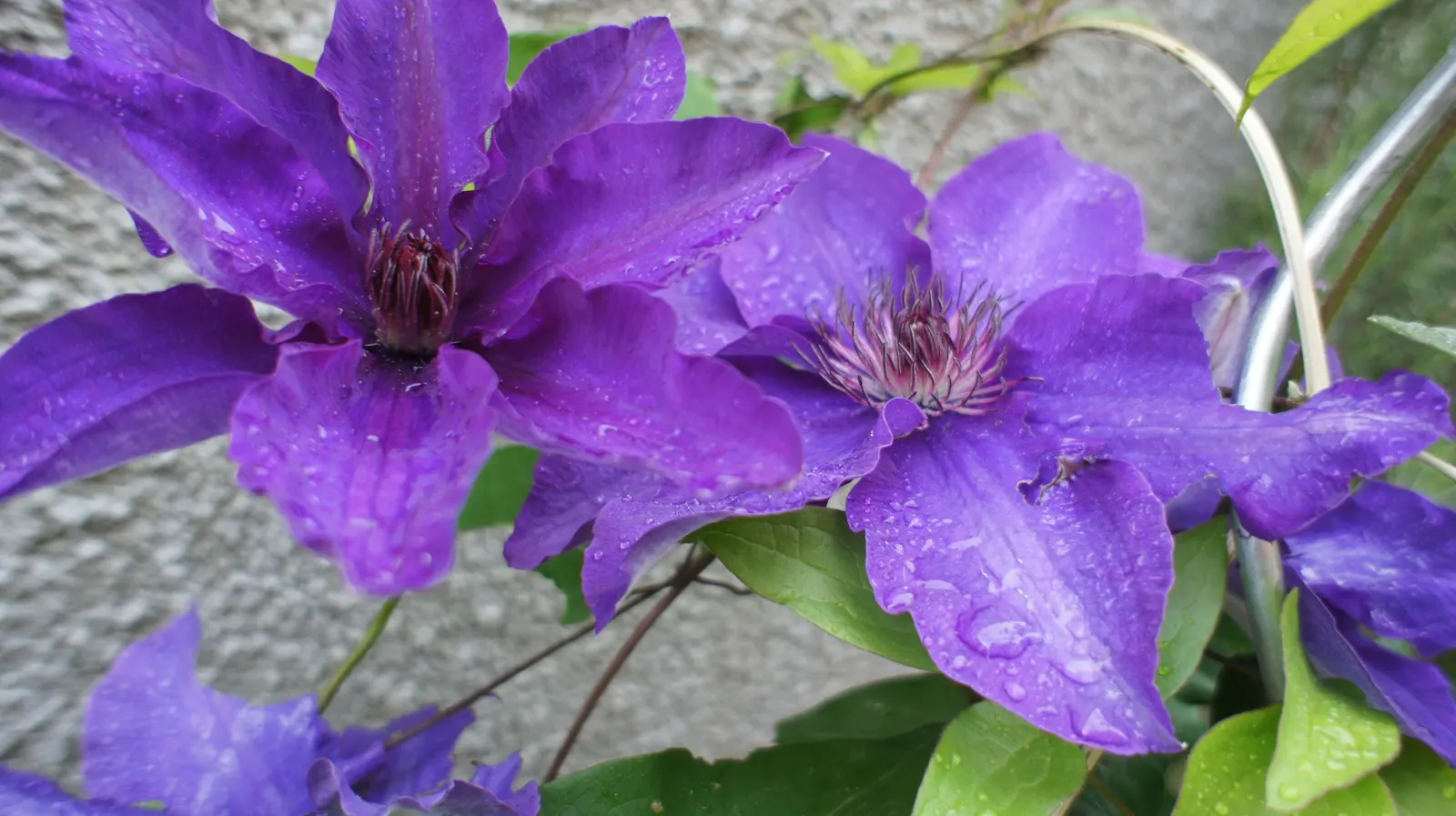 The President Clematis (Clematis 'The President') — The President Clematis (Clematis 'The President') is a vigorous climbing perennial
