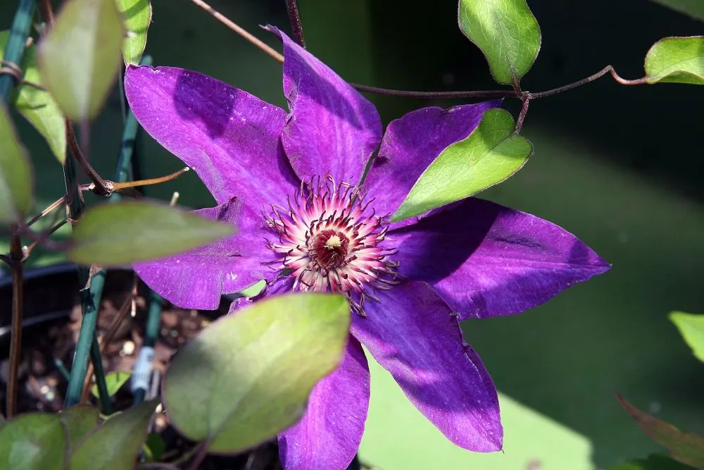 The President Clematis (Clematis 'The President') — blooming profusely in early summer and again in early fall