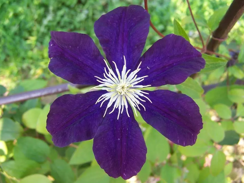 The President Clematis (Clematis 'The President') — These flowers emerge in profusion from late spring into early summer
