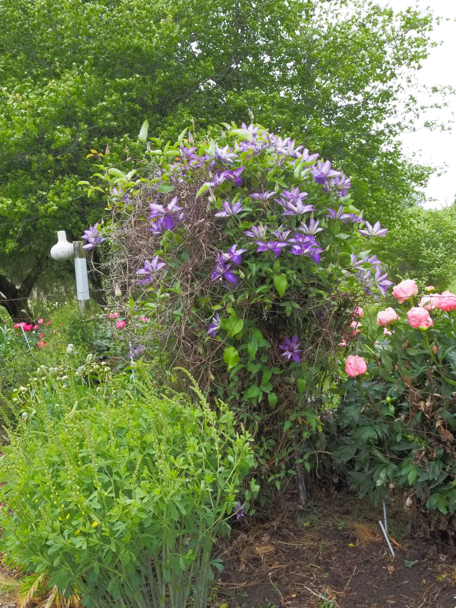 The President Clematis (Clematis 'The President') — it is advisable to prune back the vine to a height of about 12 to 18 inches every early spring
