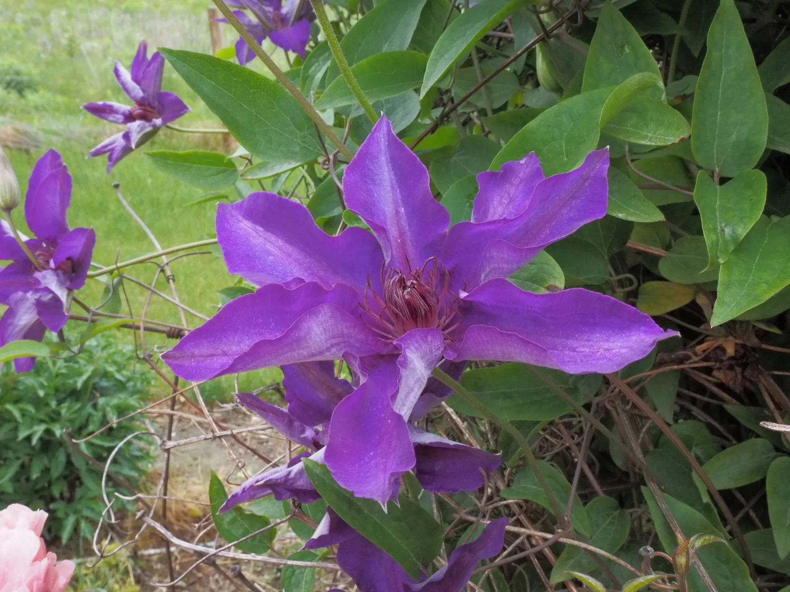 The President Clematis (Clematis 'The President') — Plant in well-drained soil; this hardy vine reaches up to 10 feet tall with a spread of 3 feet, suitable