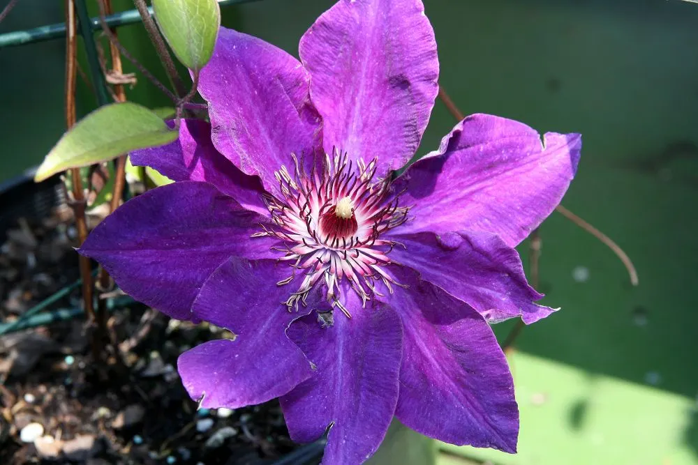 The President Clematis (Clematis 'The President') — This hardy vine reaches up to 10 feet tall with a spread of 3 feet, suitable for trellises and arbors