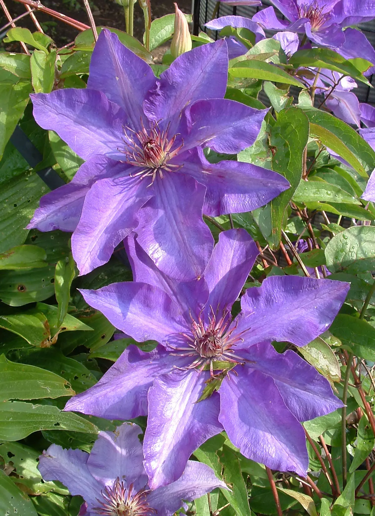 The President Clematis (Clematis 'The President') — attracting attention and serving as a haven for pollinators