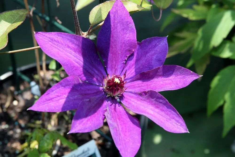 The President Clematis (Clematis 'The President') — The President Clematis (Clematis 'The President') is a captivating