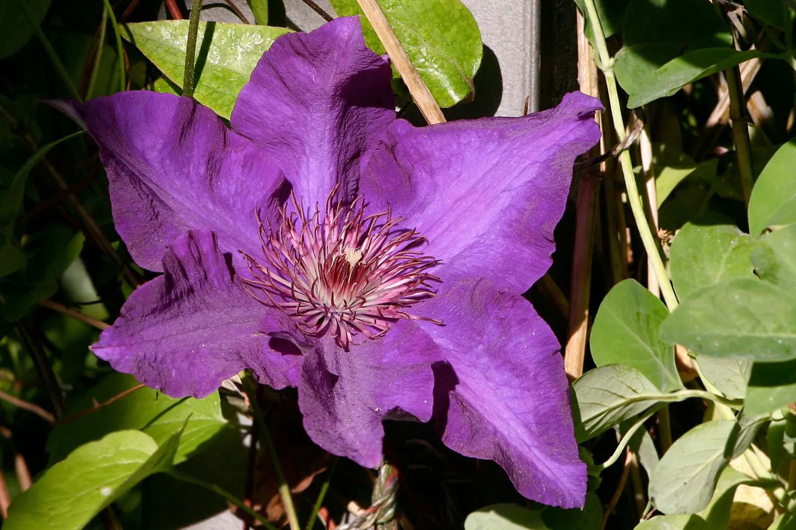 The President Clematis (Clematis 'The President') — just above a pair of strong buds