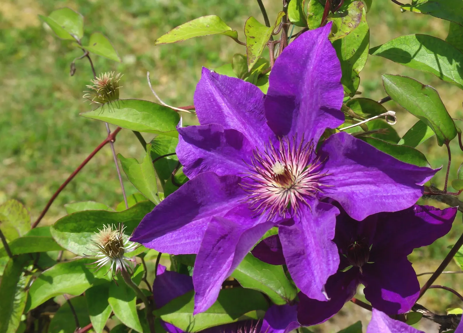 The President Clematis (Clematis 'The President') — with the base shaded and the foliage in full sun to partial shade for optimal growth and flowering