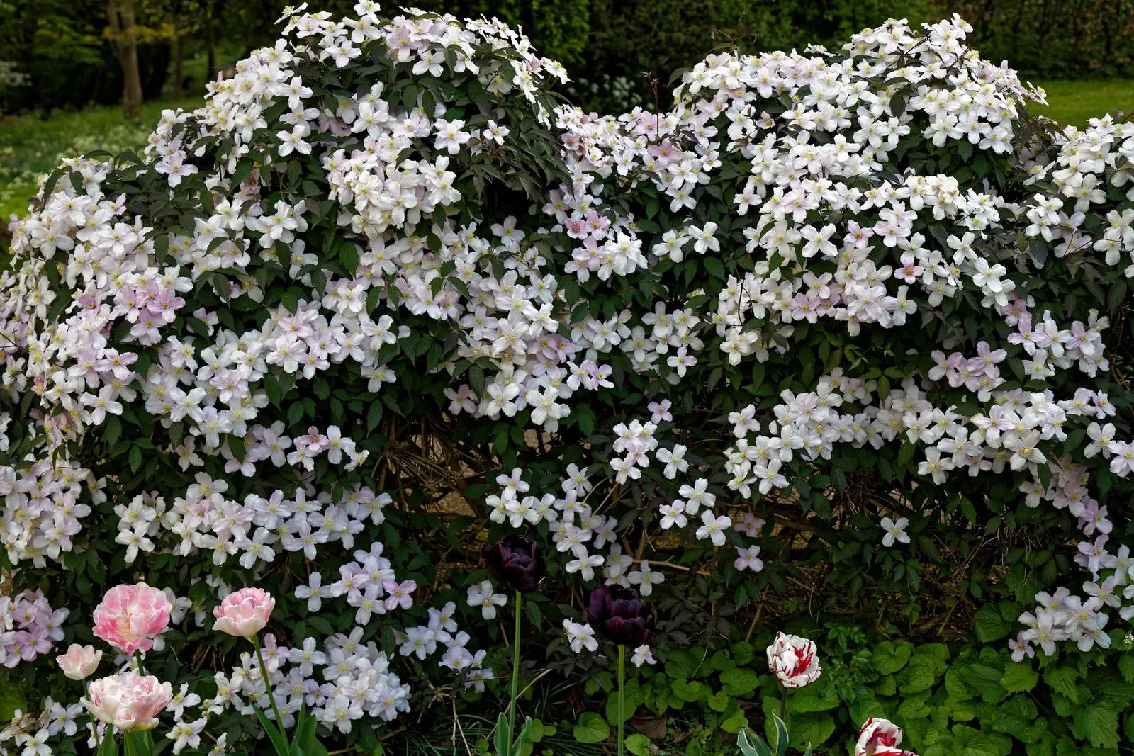 The President Clematis (Clematis 'The President') — this dramatic bloom will be a centerpiece in the landscape