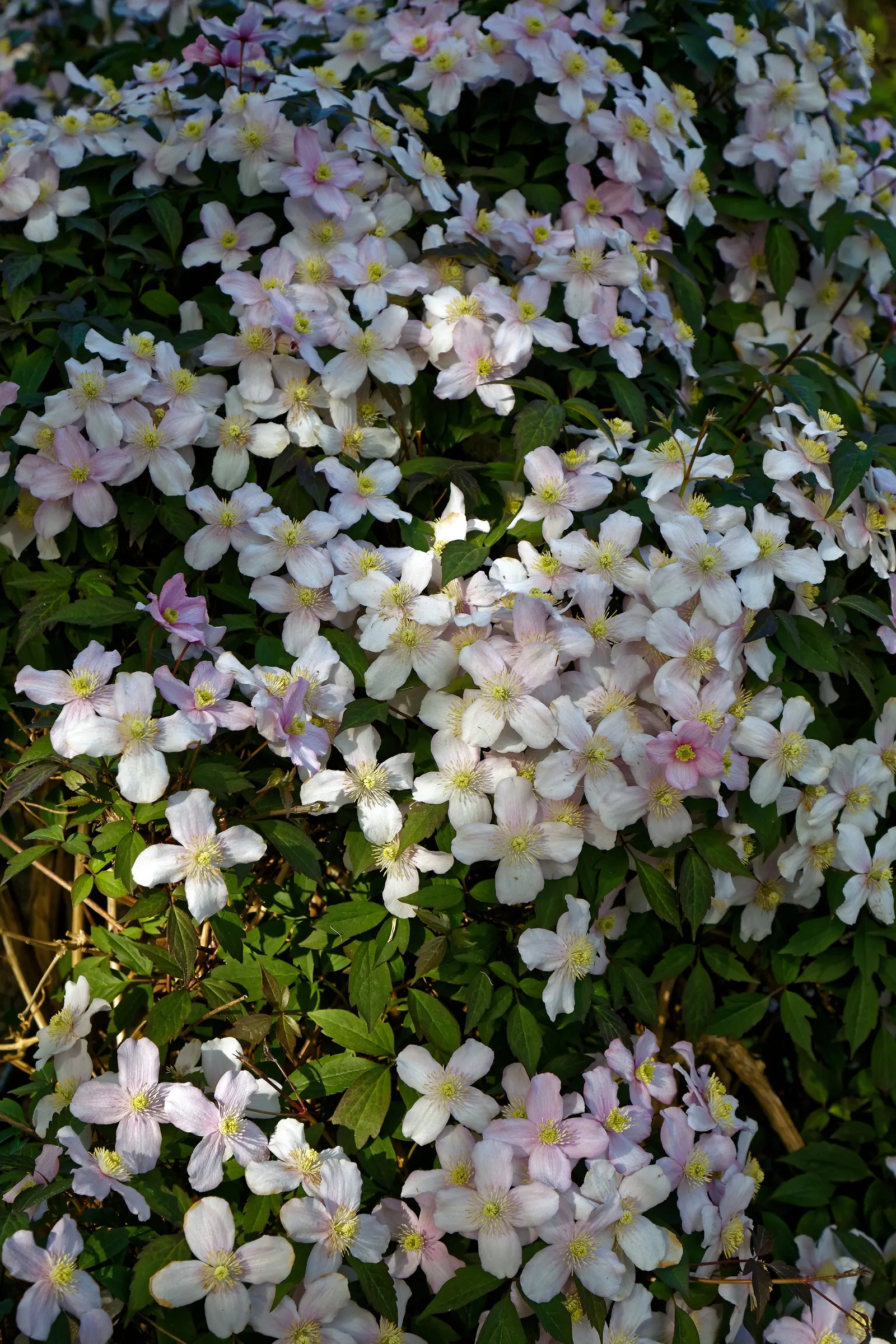 The President Clematis (Clematis 'The President') — vine with blue and purple blooms