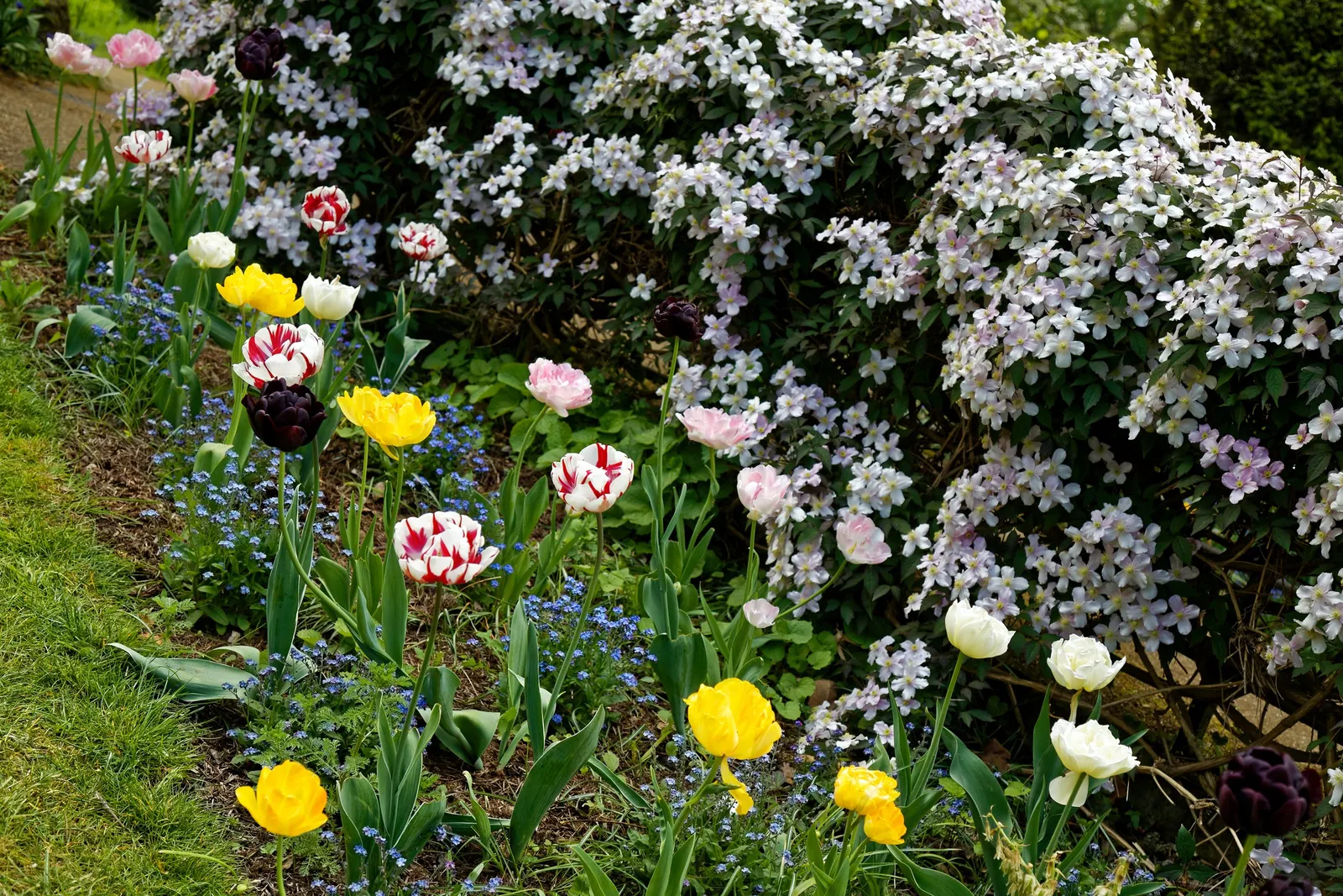 The President Clematis (Clematis 'The President') — blooming profusely in early summer and again in early fall; with a potential second blooming in the fall