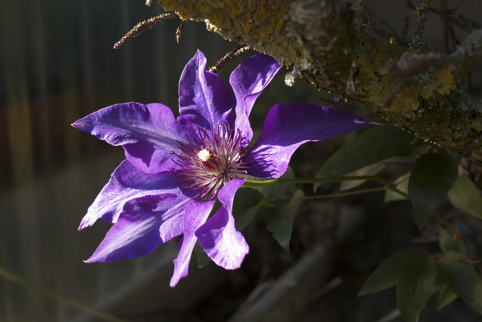 The President Clematis (Clematis 'The President') — large-flowered cultivar that can add a striking visual accent to any landscape design