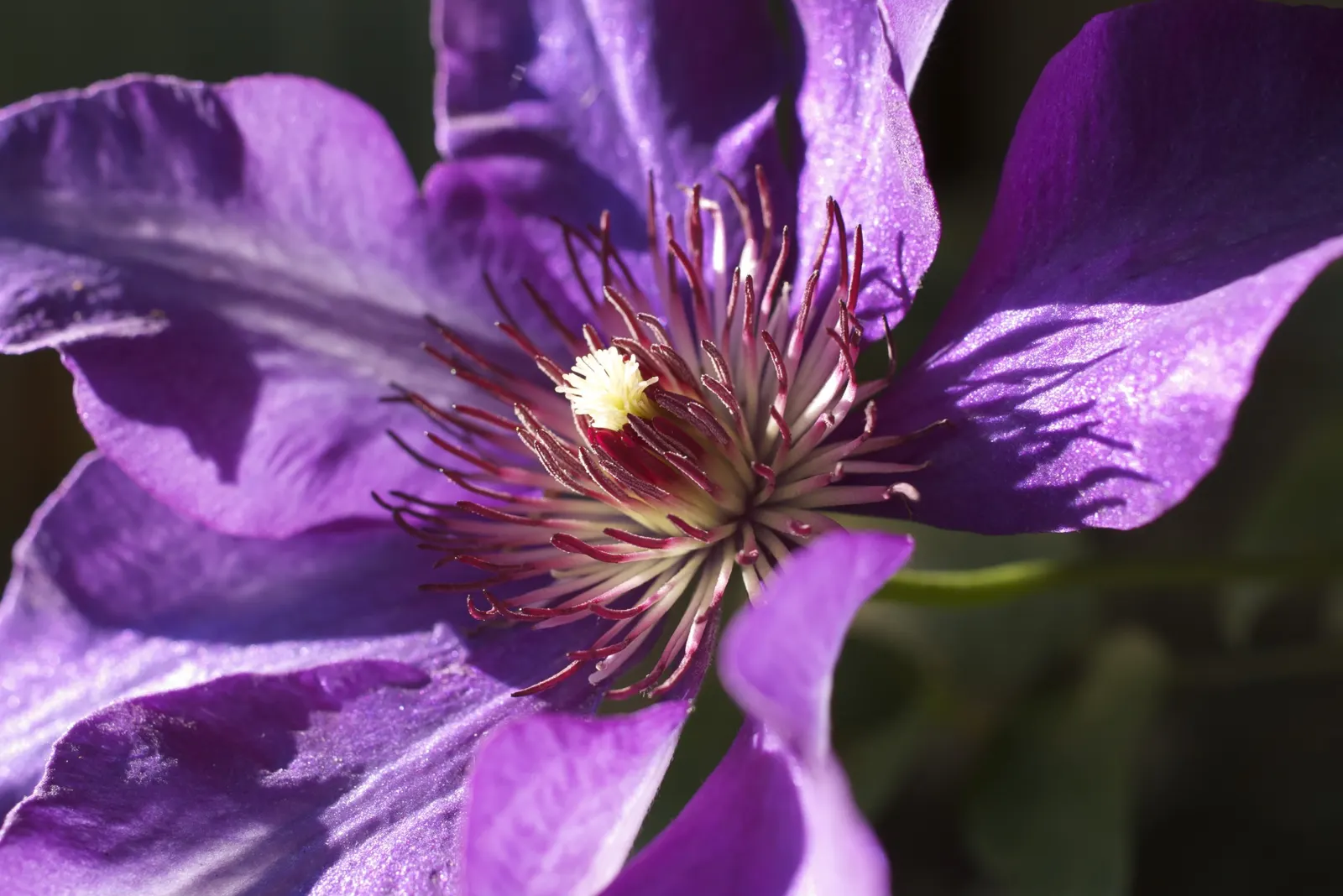 The President Clematis (Clematis 'The President') — Plant in well-drained soil