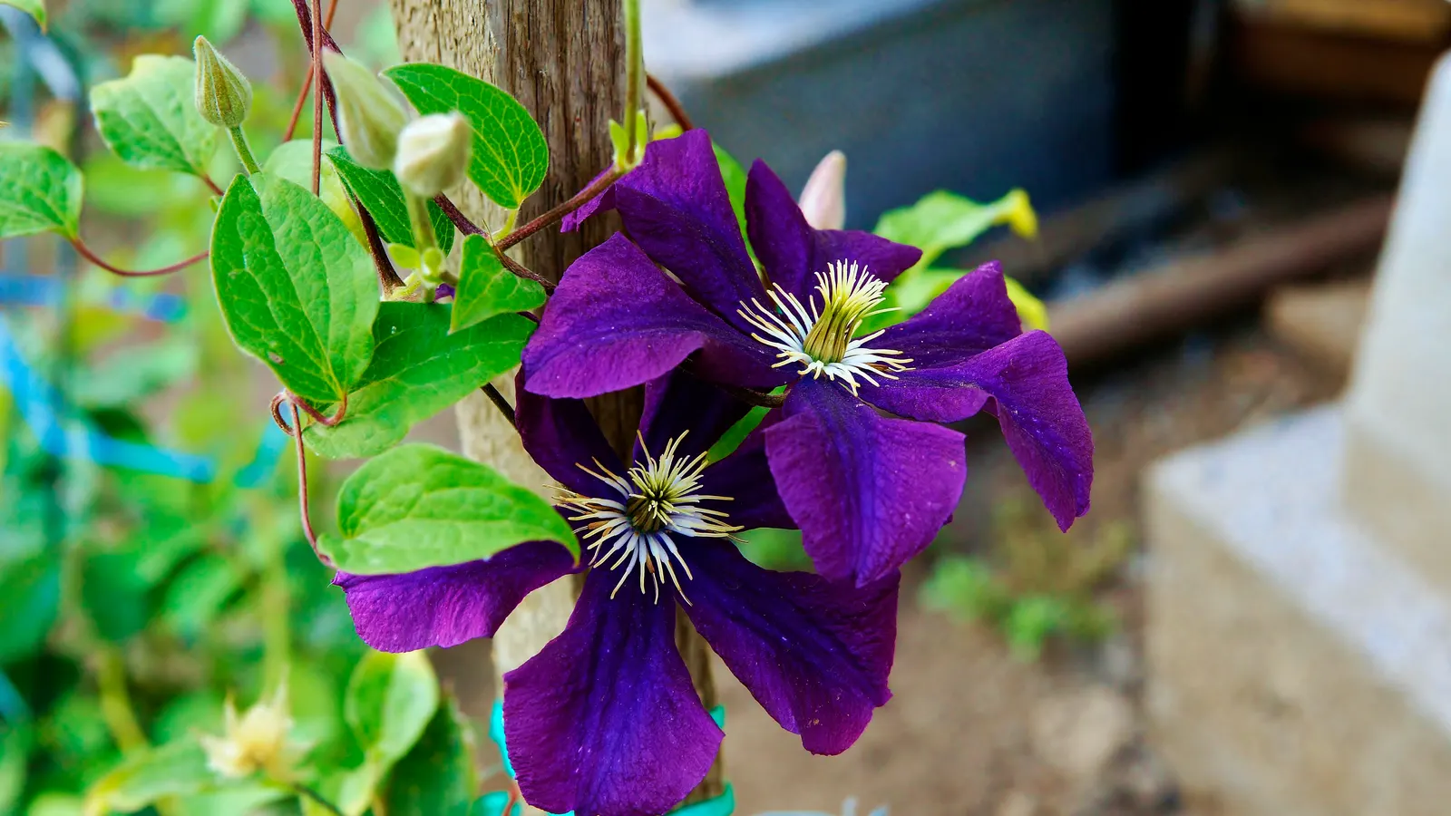 The President Clematis (Clematis 'The President') — with a potential second blooming in the fall