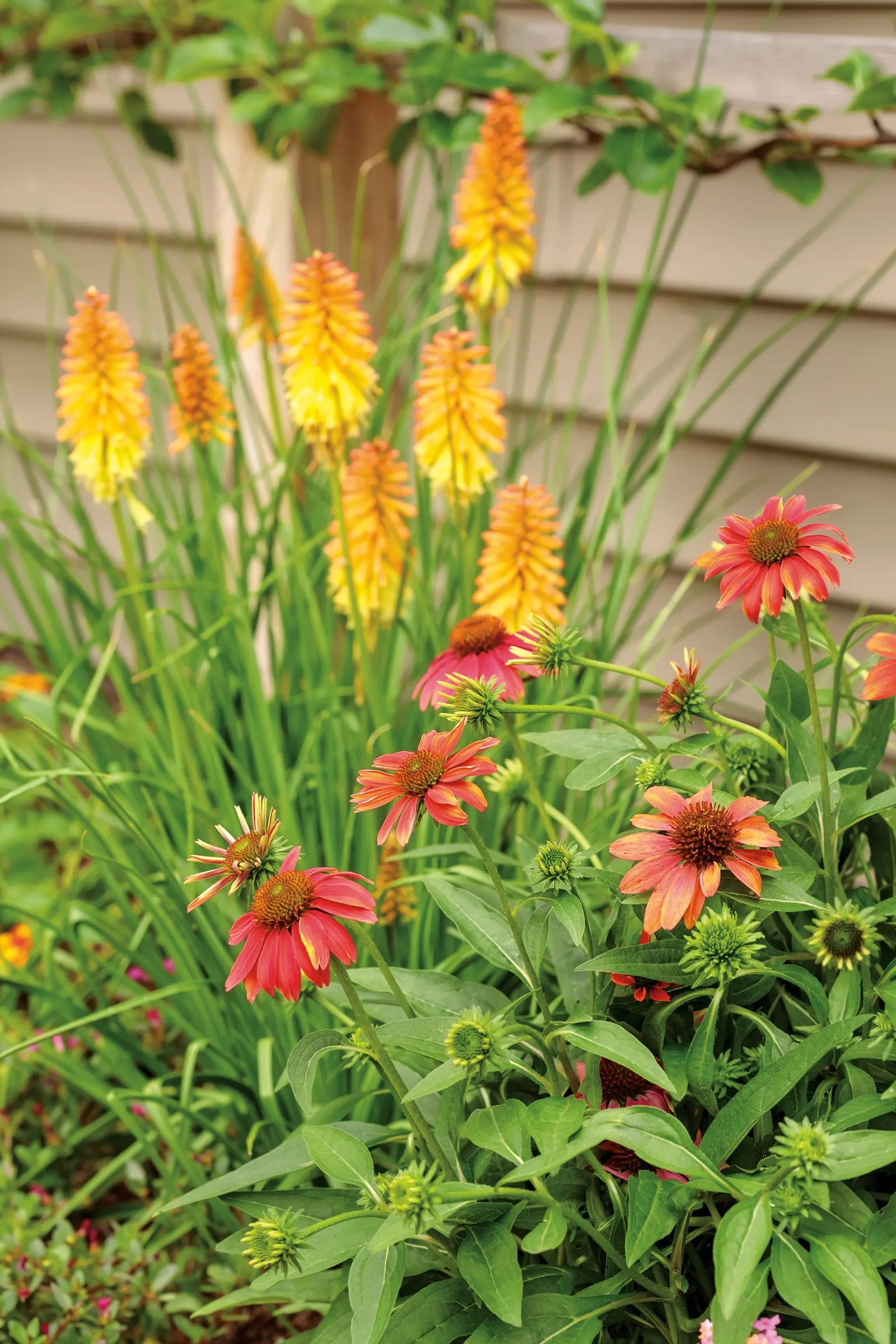 'Hot and Cold' Red Hot Poker (Kniphofia hybrid) — Grow it in full sun and well-drained soil with average water; mulch in colder areas and trim foliage in spring