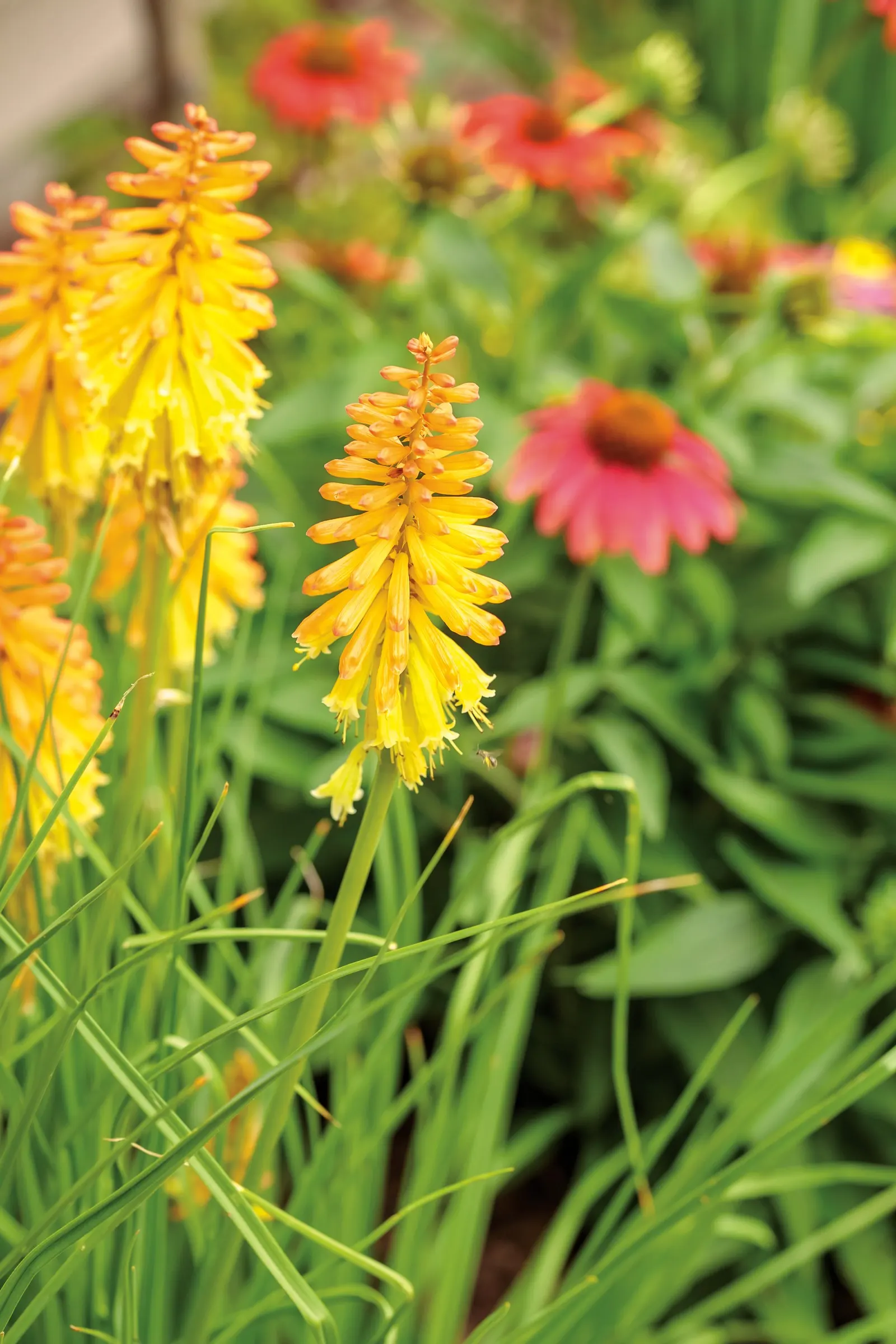 'Hot and Cold' Red Hot Poker (Kniphofia hybrid) — Hardy in USDA Zones 5b-9b