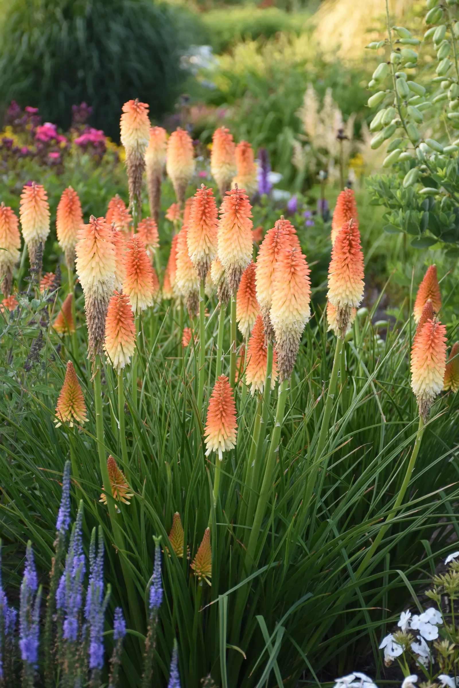 'Hot and Cold' Red Hot Poker (Kniphofia hybrid) — Part of the Proven Winners® collection