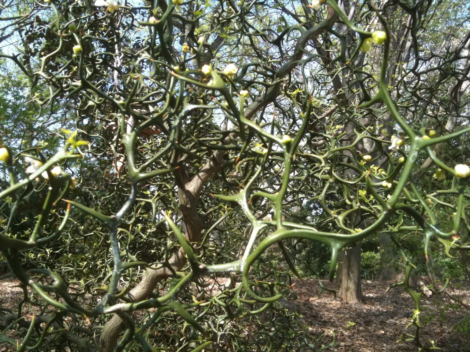 Flying Dragon Lemon (Poncirus Trifoliata 'Flying Dragon') — it is compact enough to be incorporated into small garden spaces or used as a striking specimen