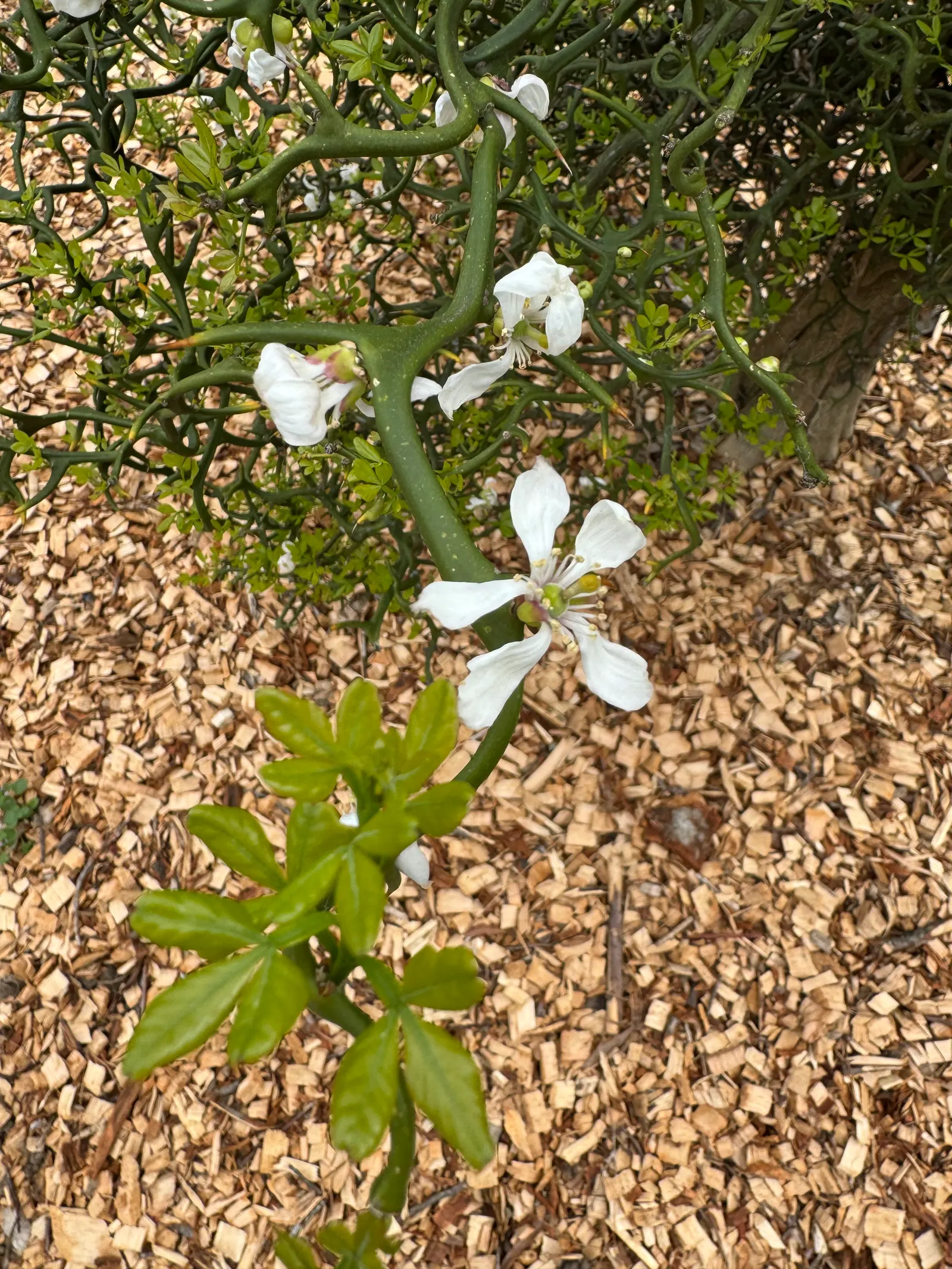 Flying Dragon Lemon (Poncirus Trifoliata 'Flying Dragon') — Notable for its contorted branches and sharp thorns