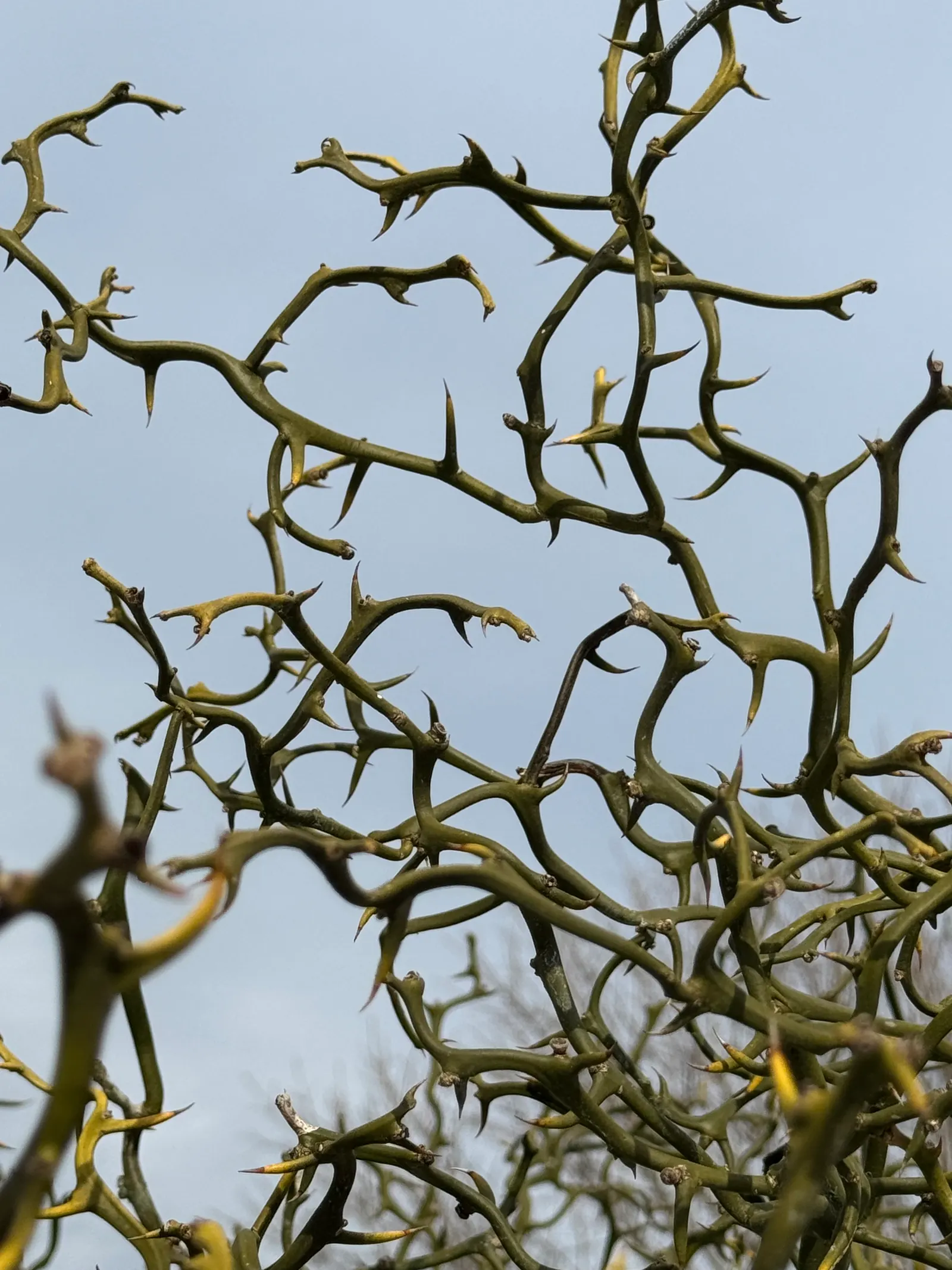 Flying Dragon Lemon (Poncirus Trifoliata 'Flying Dragon') — adding year-round interest with its peculiar structure