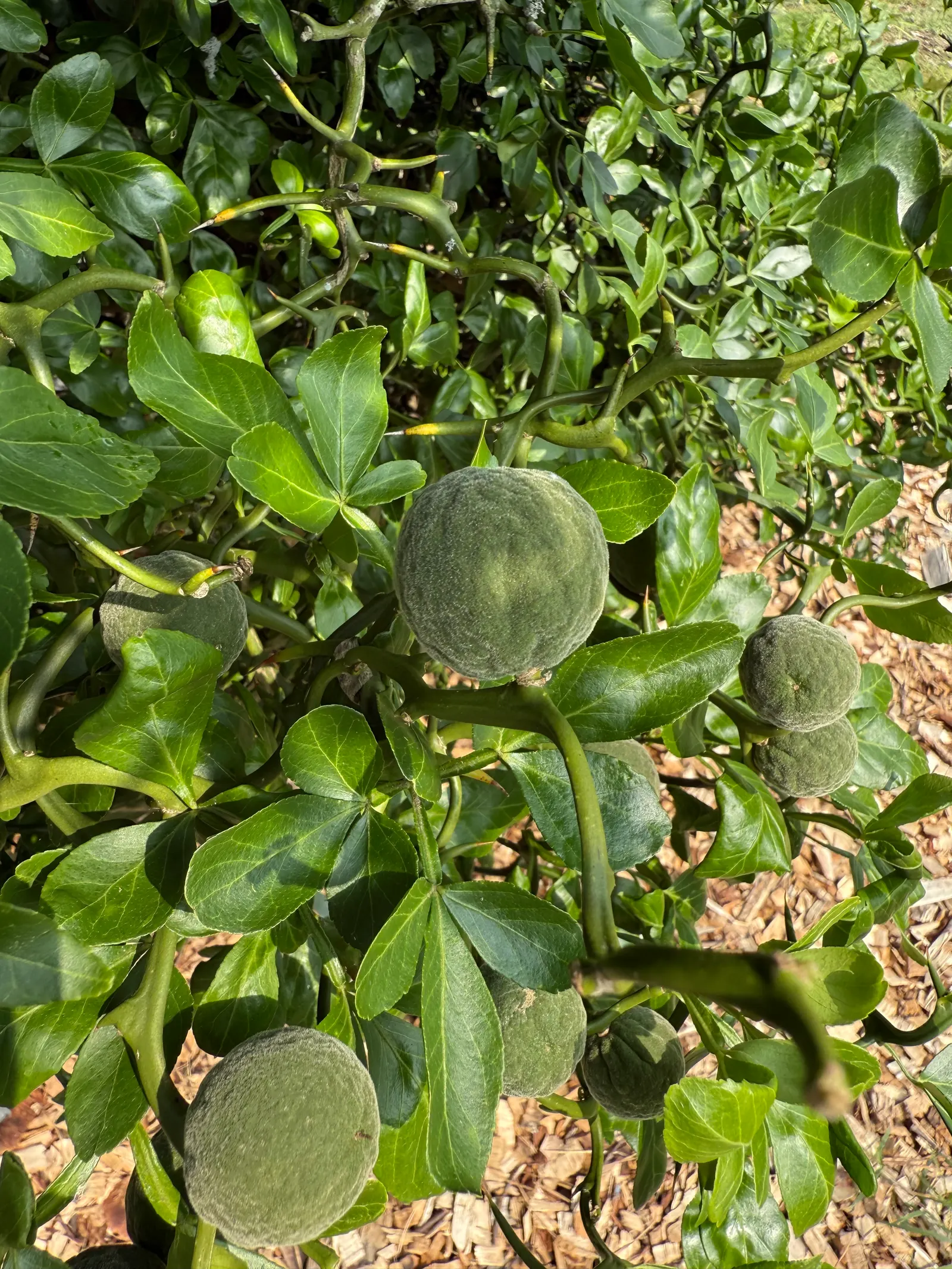 Flying Dragon Lemon (Poncirus Trifoliata 'Flying Dragon') — This deciduous shrub is a hardy specimen