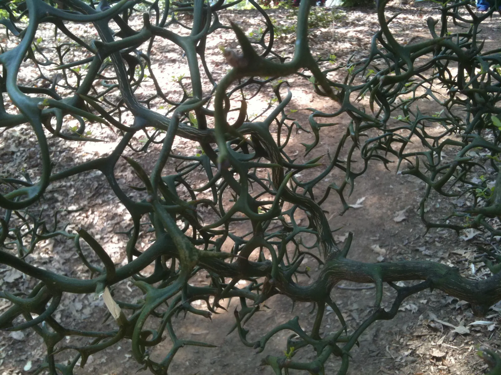 Flying Dragon Lemon (Poncirus Trifoliata 'Flying Dragon') — hooked thorns that resemble the claws of a dragon