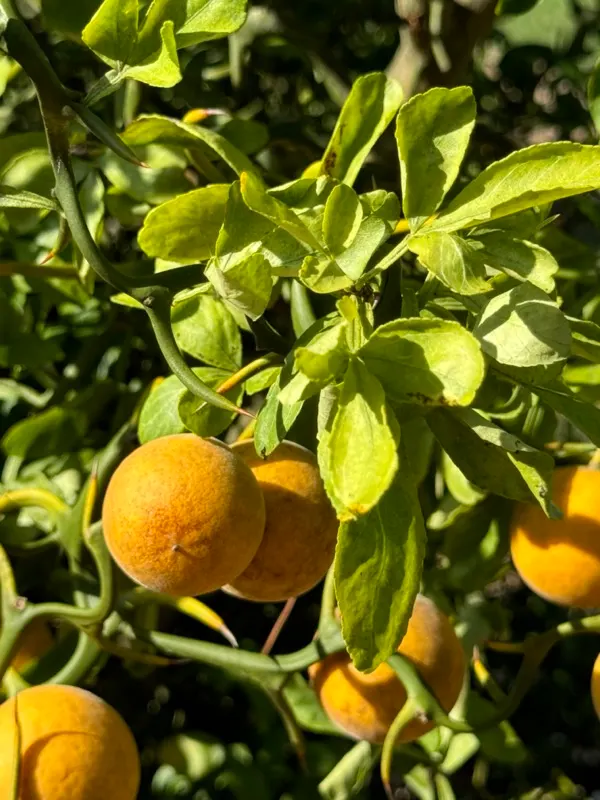 Flying Dragon Lemon (Poncirus Trifoliata 'Flying Dragon') — Ideal for focal points or barriers in USDA zones 5-9