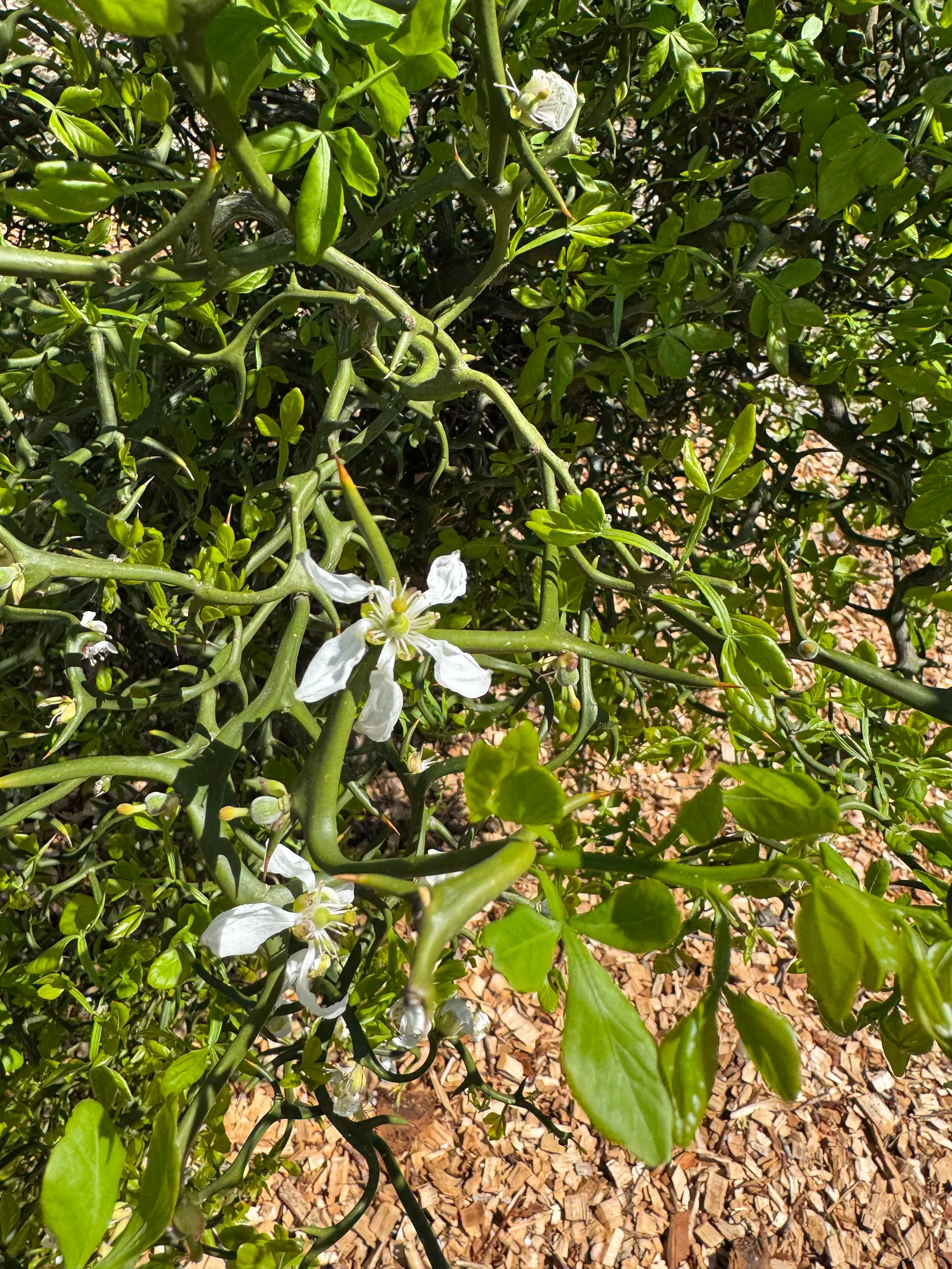 Flying Dragon Lemon (Poncirus Trifoliata 'Flying Dragon') — it requires full sun and well-drained soil