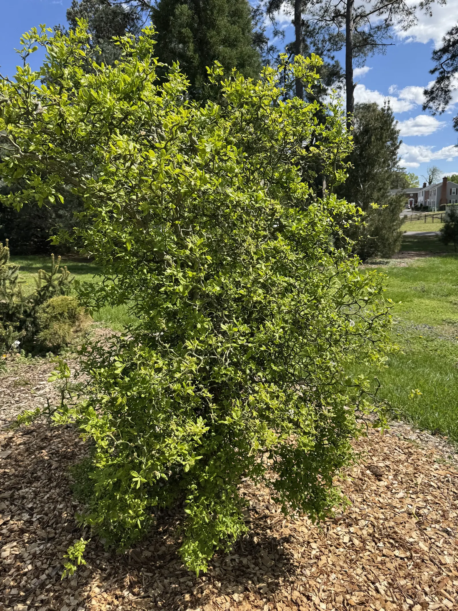 Flying Dragon Lemon (Poncirus Trifoliata 'Flying Dragon') — commonly referred to as the Flying Dragon Lemon