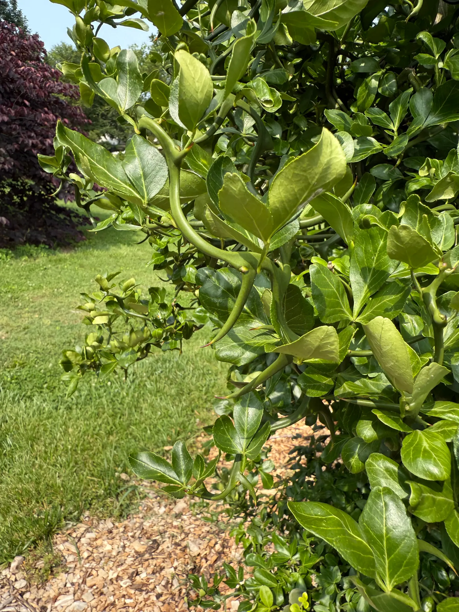 Flying Dragon Lemon (Poncirus Trifoliata 'Flying Dragon') — is a truly remarkable selection that adds an extraordinary twist to any landscape design