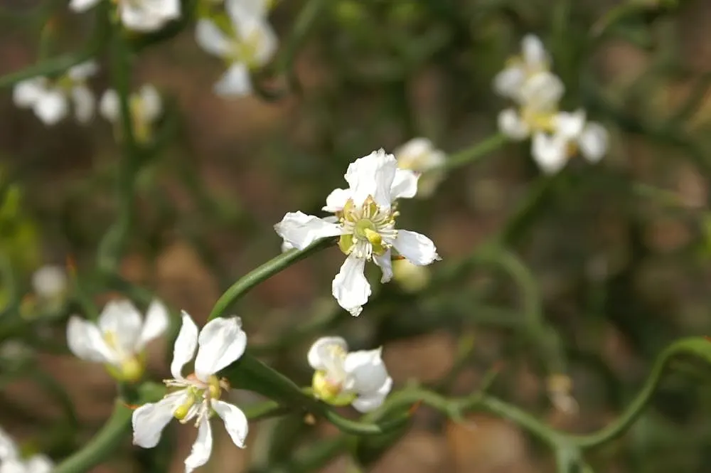 Flying Dragon Lemon (Poncirus Trifoliata 'Flying Dragon') — renowned for its unique and contorted branching pattern that offers visual interest throughout all