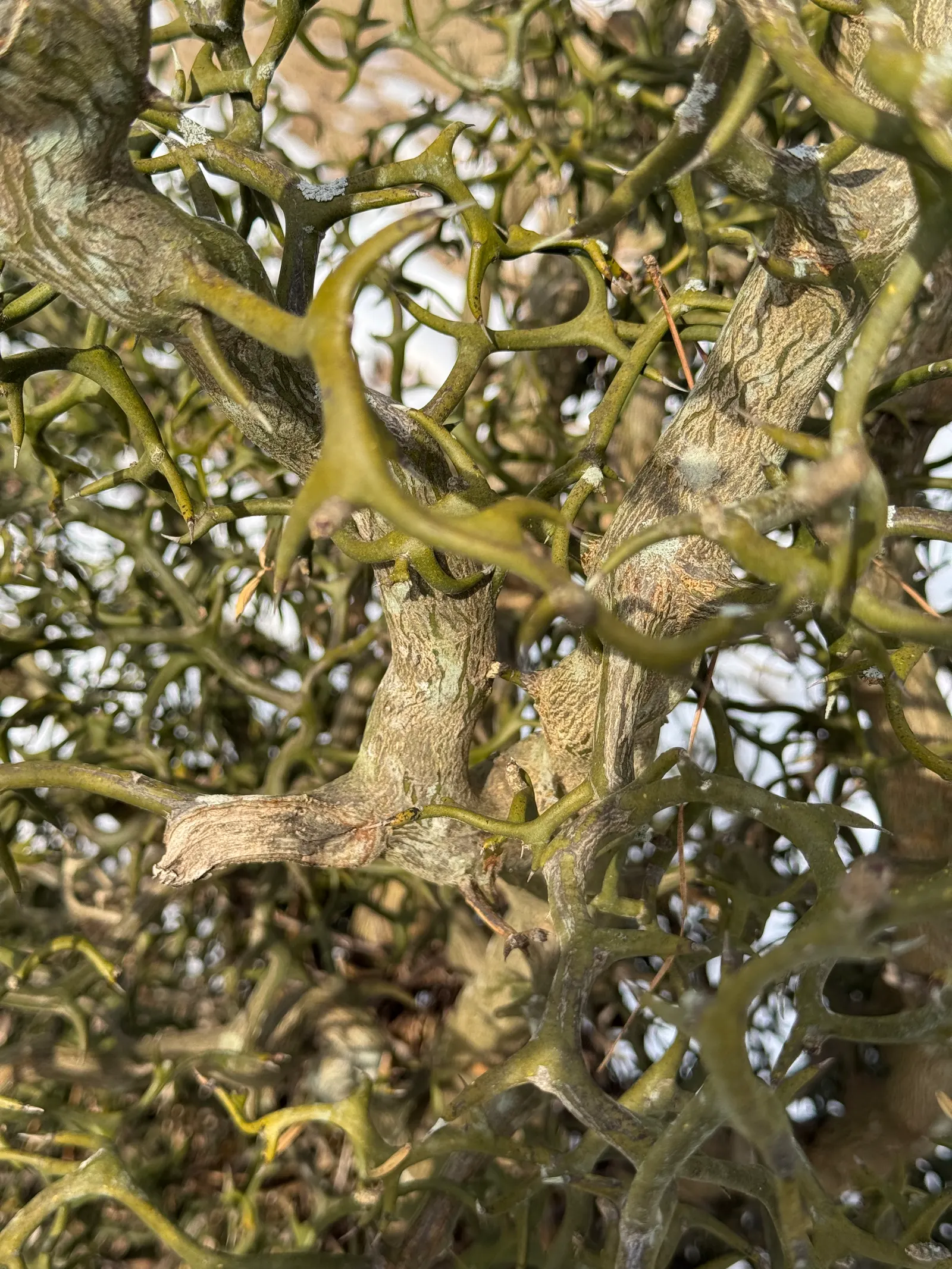 Flying Dragon Lemon (Poncirus Trifoliata 'Flying Dragon') — dwarf citrus reaching around 4 to 6 feet tall and wide