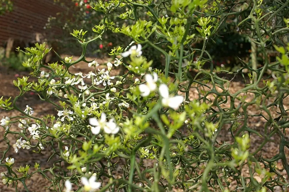 Flying Dragon Lemon (Poncirus Trifoliata 'Flying Dragon') — Its branches are adorned with formidable