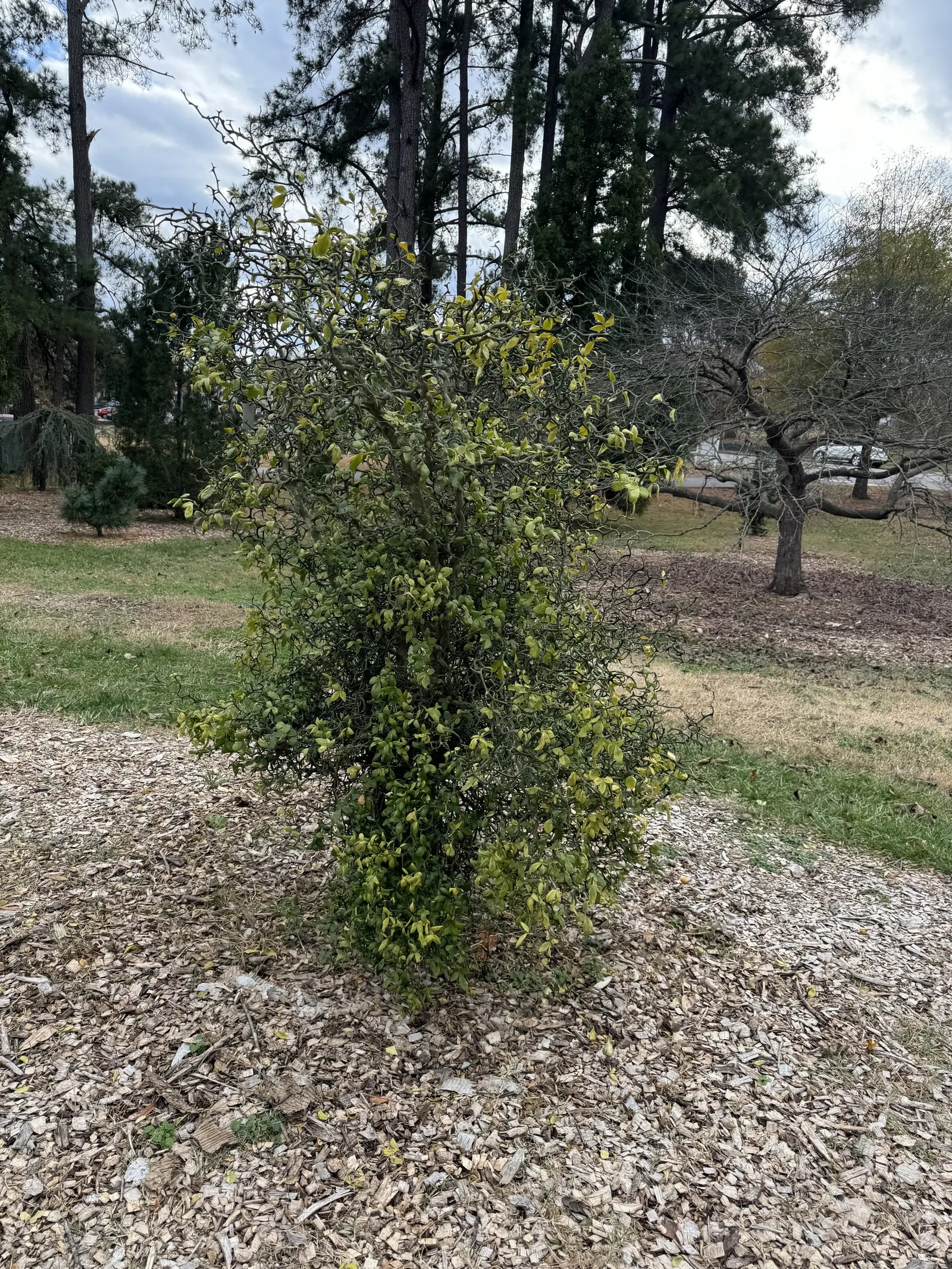Flying Dragon Lemon (Poncirus Trifoliata 'Flying Dragon') — bitter fruits resembling lemons